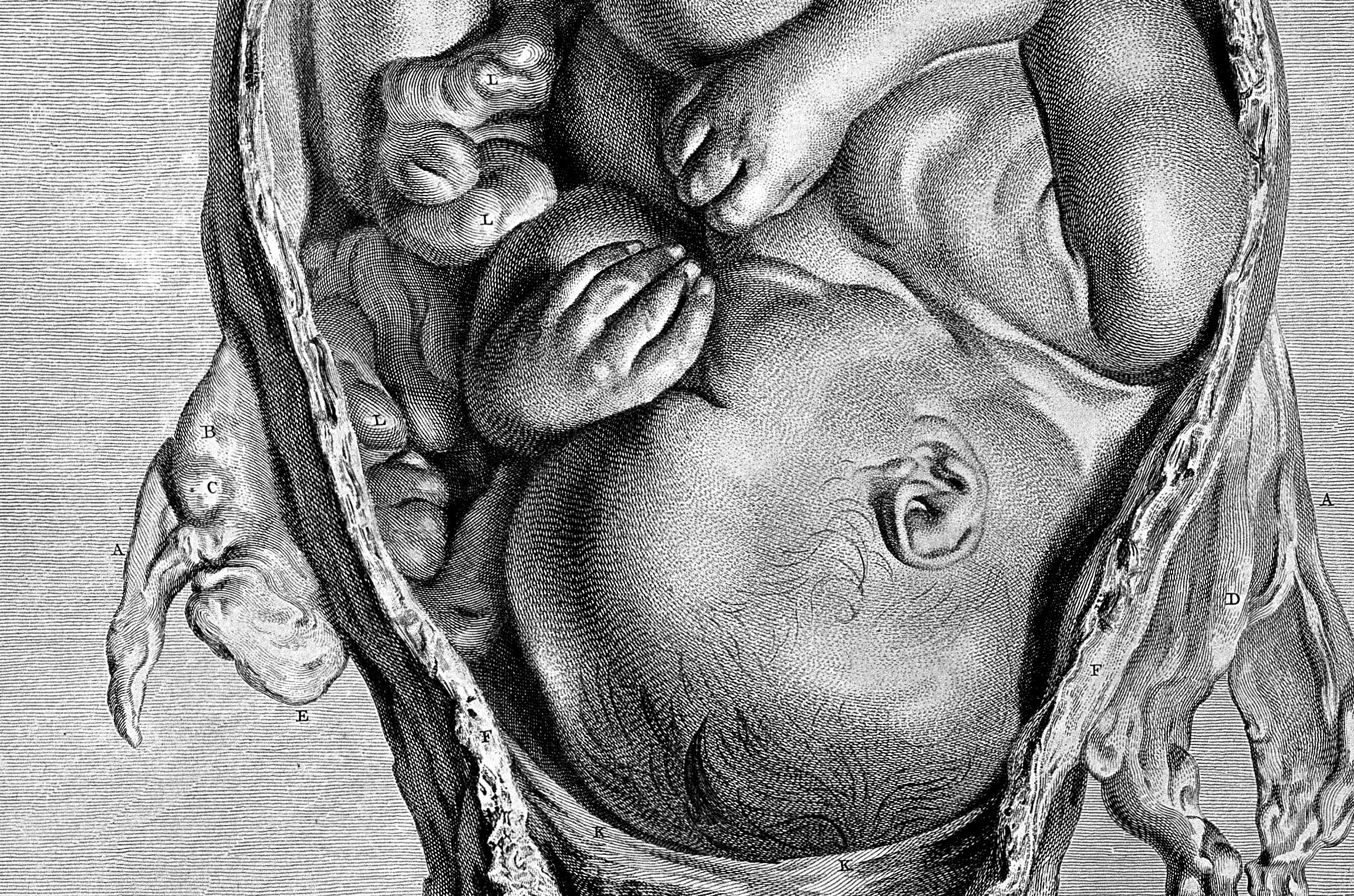 L0004302 The anatomy of the human gravid uterus foetus in utero